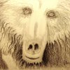 Norman Grizzly - Bleistift auf Leinwand - 90 x 120 cm 