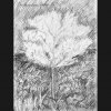In Annelores Garten II - Bleistift - 27 x 18 cm 